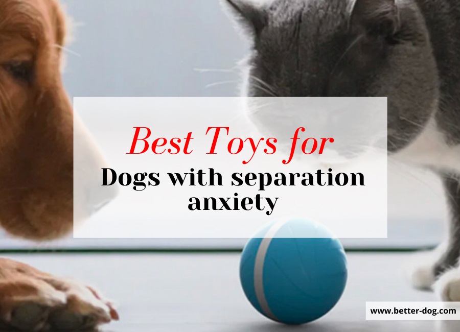 What Toys Are Best for Dogs With Separation Anxiety Better dog
