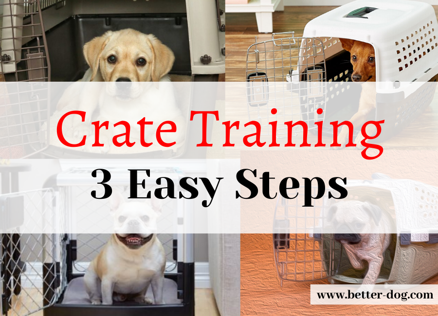 Crate Training Any Dog Better dog