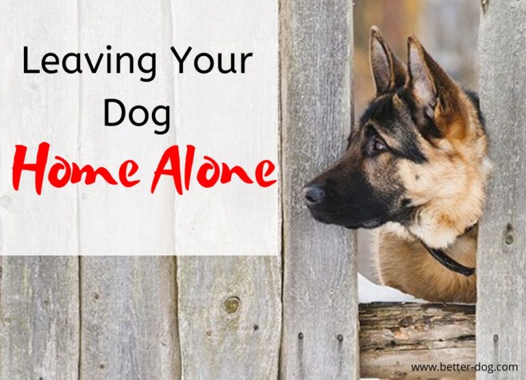 Crate Training Any Dog Better dog